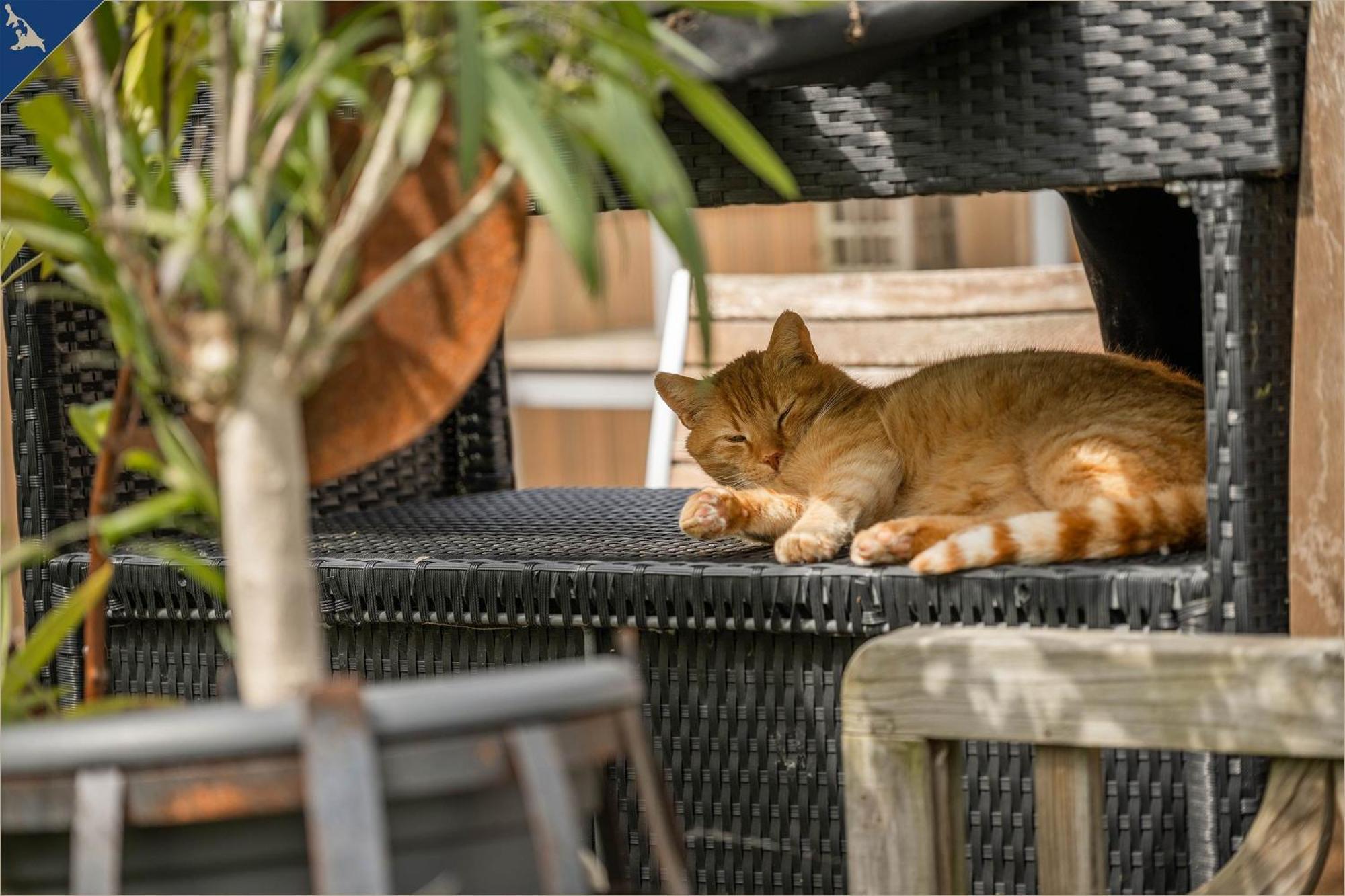 Ferienresort Moewenort Luetow Bungalow 1 Lutow エクステリア 写真